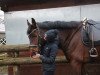 jumper Candlelight Kiss (Hanoverian, 2014, from Convoi)