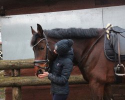 jumper Candlelight Kiss (Hanoverian, 2014, from Convoi)