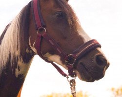 Pferd Shana O (Pinto/Kleines Reitpferd, 2009, von Shooting Star 15)