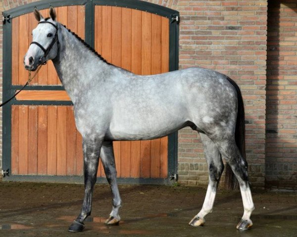 Deckhengst E Star (Koninklijk Warmbloed Paardenstamboek Nederland (KWPN), 2009, von What a Quick Star R)