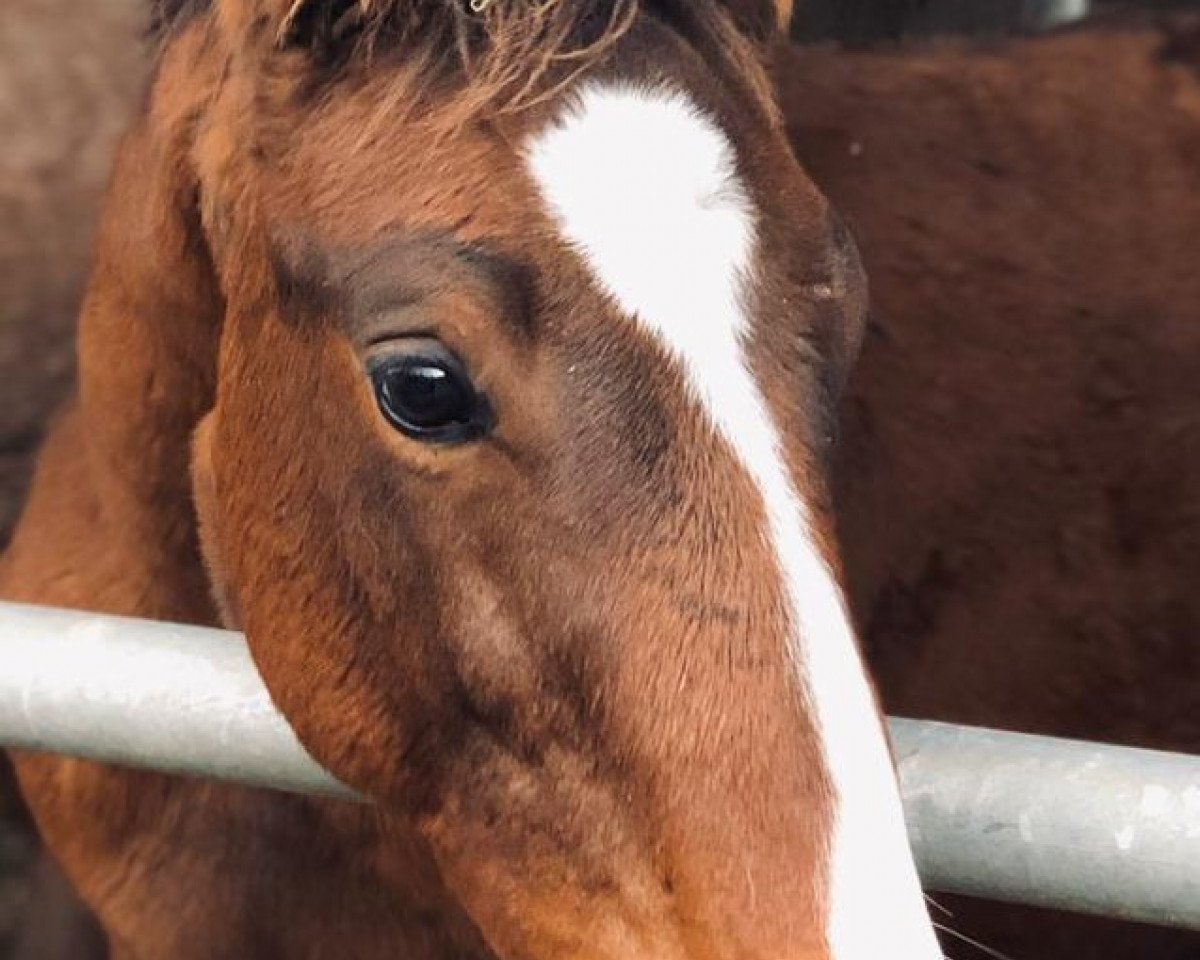 jumper True Temptation Z (Zangersheide riding horse, 2019, from Taloubet Z)