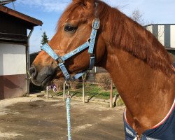 stallion Gut Saalhoff's Don Ed Hardy (Hanoverian, 2006, from Donnerball)