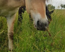 Pferd Johnny (Fjordpferd, 2016, von Jarn)