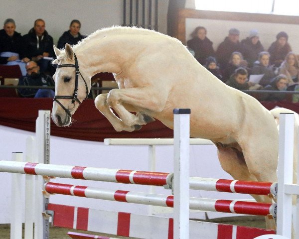 stallion Grando (German Riding Pony, 2015, from Hesselteichs Grimaldi)