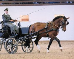 Deckhengst Lilienstein (Schweres Warmblut, 2015, von Literat)