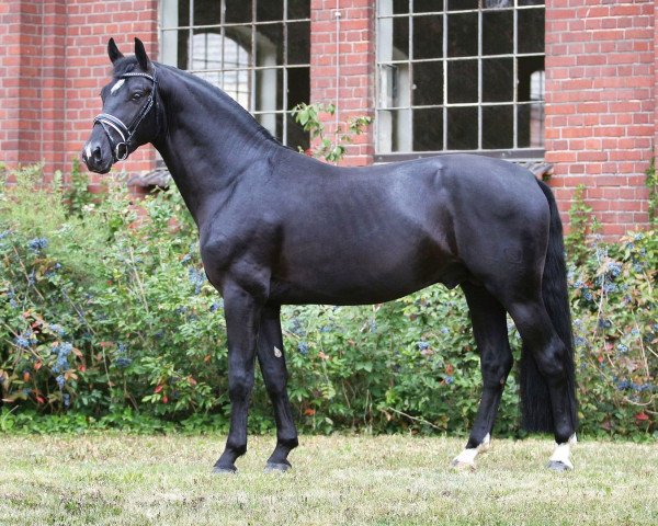 stallion Claudius (Heavy Warmblood, 2016, from Capitano)