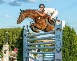 stallion Mont Blanc 34 (German Sport Horse, 2009, from Monte Bellini)