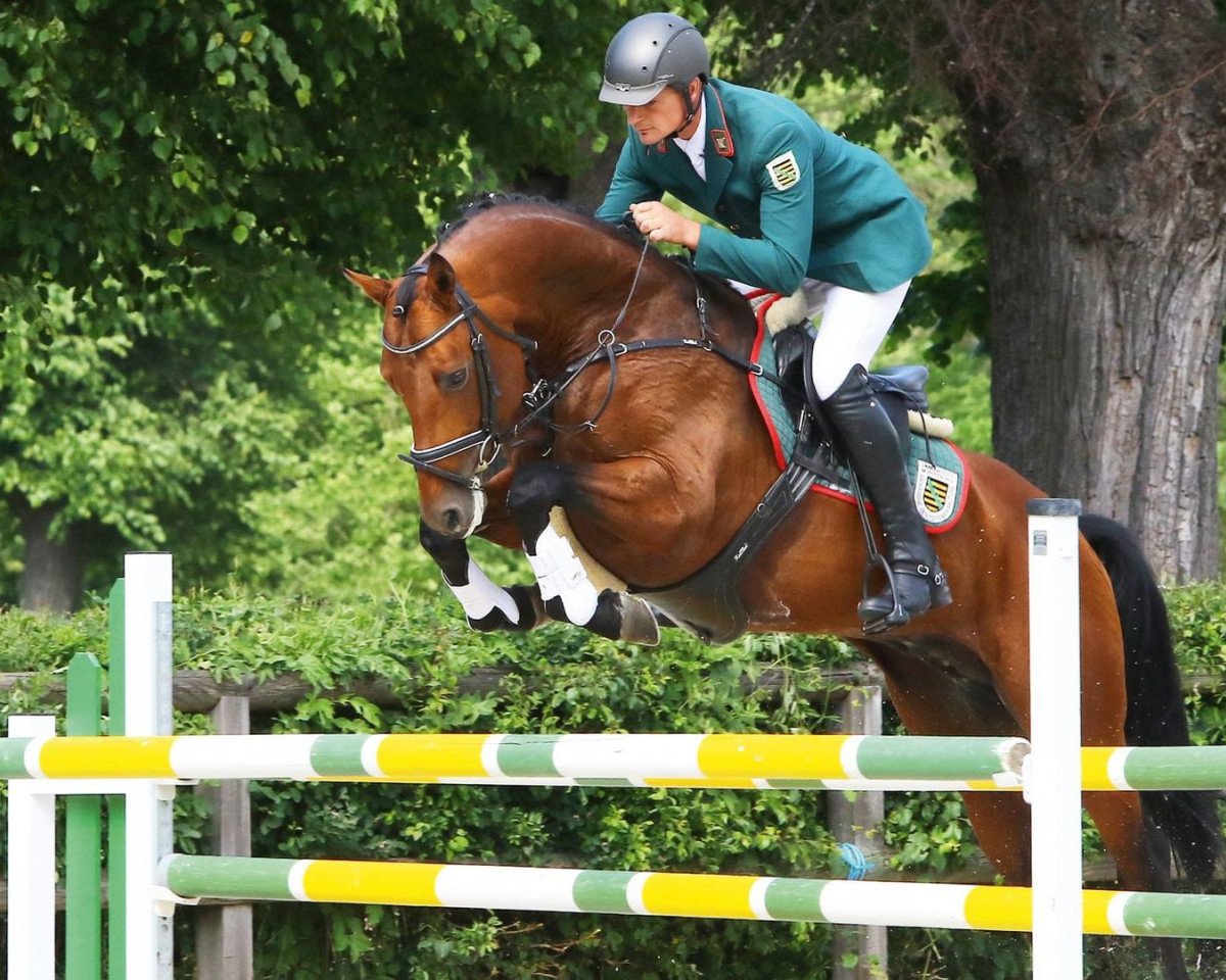 Deckhengst Lausitzer (Deutsches Sportpferd, 2013, von Lahnstein 4)