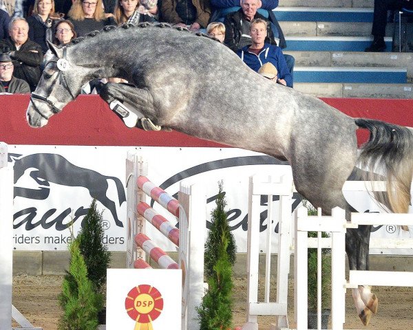 stallion Hickstead Junior (Oldenburg show jumper, 2016, from Hickstead White)