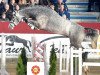 stallion Hickstead Junior (Oldenburg show jumper, 2016, from Hickstead White)