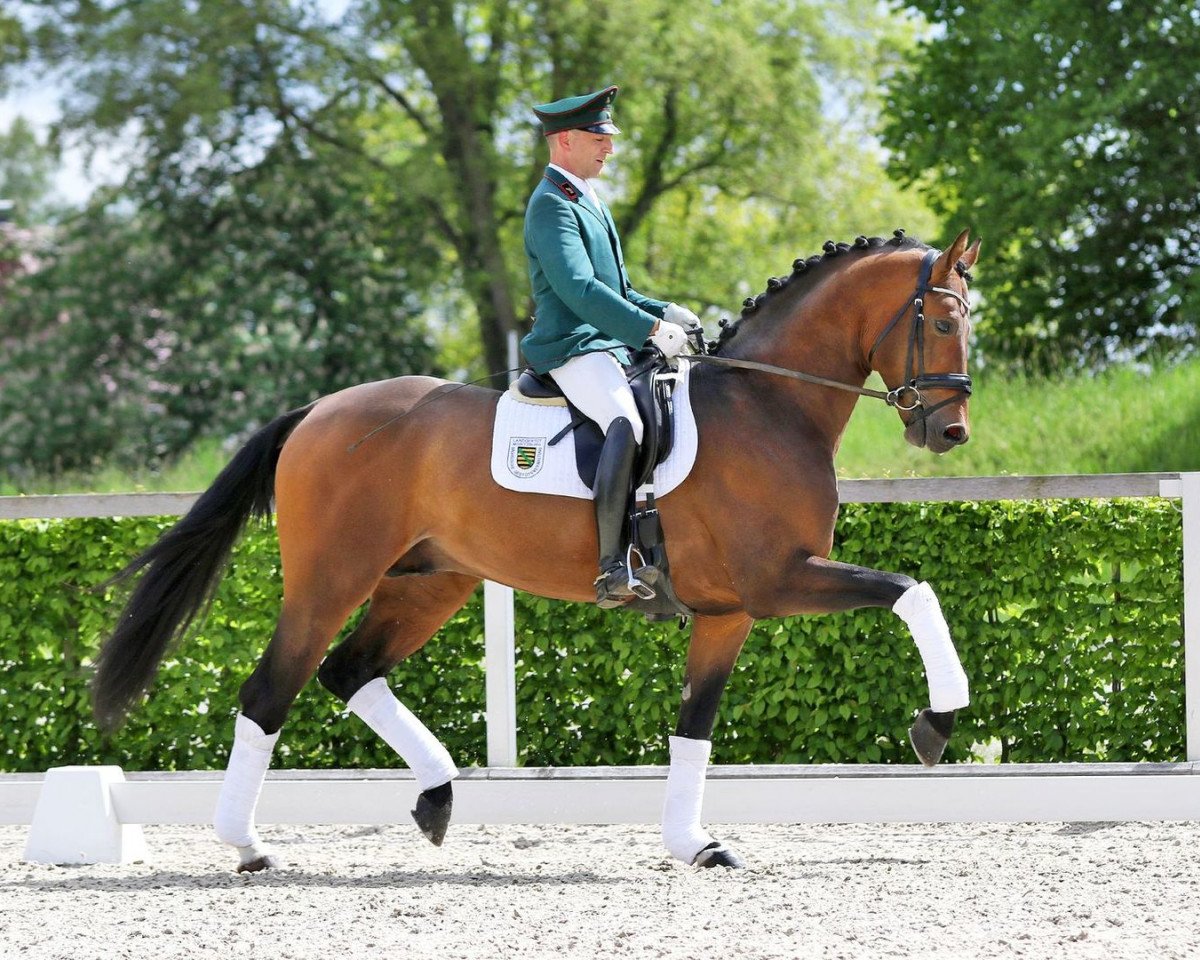 stallion El Salvador (Westphalian, 2015, from Escolar)