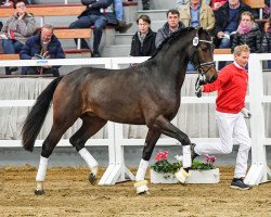 stallion Don Plaisier (Westphalian, 2017, from Don Nobless)