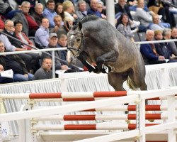 stallion Cornets Pleasure Dree Boeken (Hanoverian, 2017, from Cornet Obolensky)