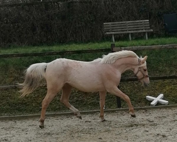 Dressurpferd Lindsey M (Nederlands Rijpaarden en Pony, 2018, von Leuns Veld Winston Jr.)