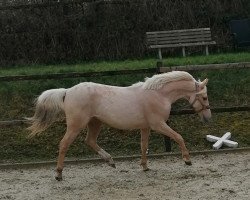 dressage horse Lindsey M (Nederlands Rijpaarden en Pony, 2018, from Leuns Veld Winston Jr.)