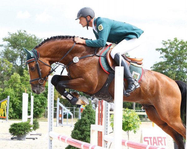 stallion Chadwick (Oldenburg show jumper, 2015, from Cascadello)