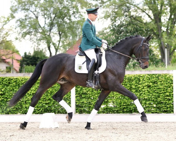 stallion Bon Voyage (Hanoverian, 2016, from Bon Coeur)