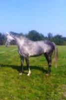 horse Casta Diva FF (Mecklenburger, 2006, from Coolidge 2)