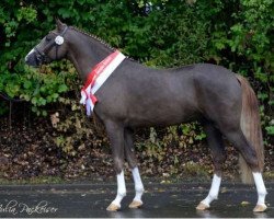 stallion Numerus Clausus (German Riding Pony, 2014, from Fs Numero Uno)