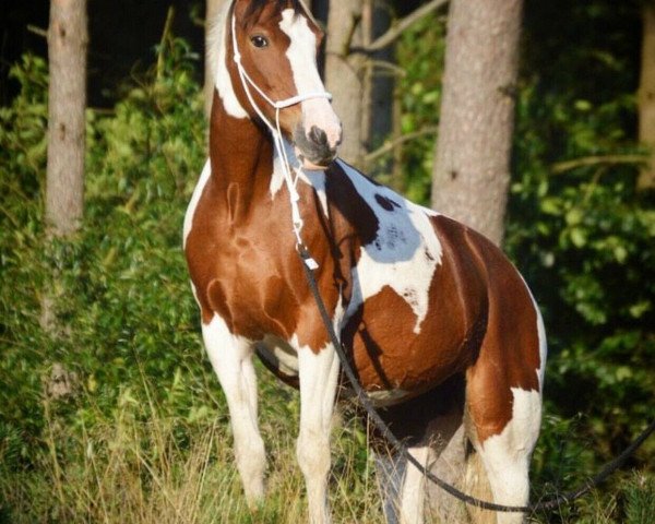 broodmare Askja (Lewitzer, 2001, from Agnus Dei)