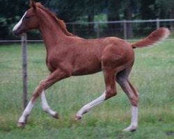 dressage horse Quite Special TS (German Sport Horse, 2015, from DSP Quasi Gold Md)