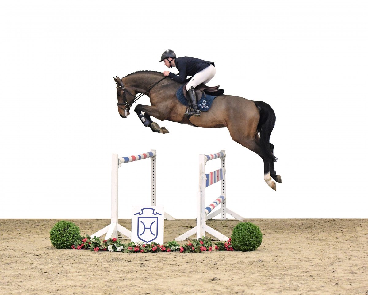 stallion Corfu de La Vie (Holsteiner, 2016, from Cumano)