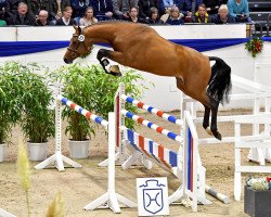 stallion Chinchero (Holsteiner, 2017, from Chopin VA)