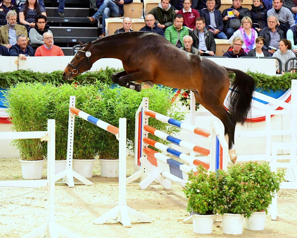 stallion Chezarro (Holsteiner, 2016, from Casall Ask)