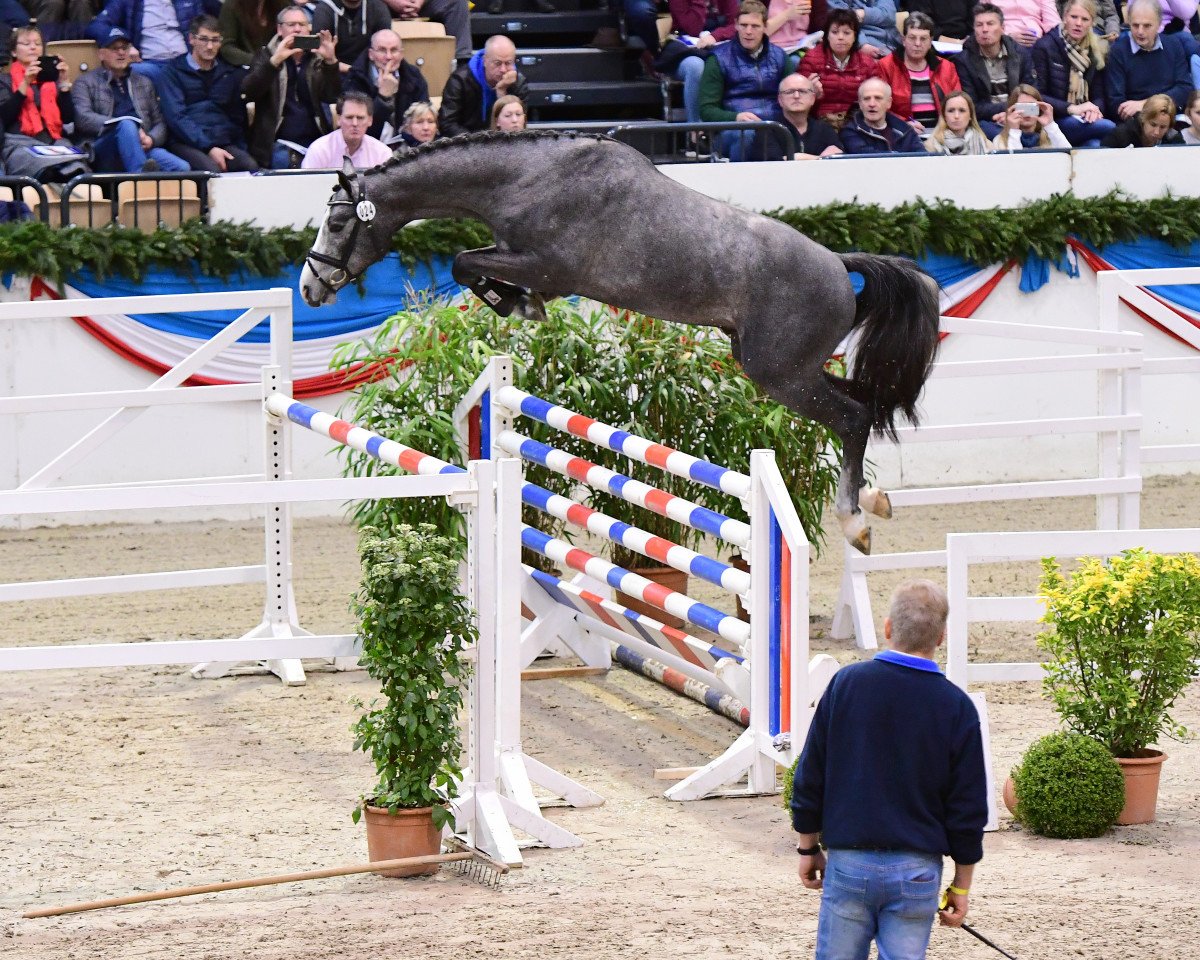 stallion Cahil (Holsteiner, 2017, from Cornet Obolensky)