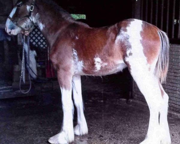 horse Brookside R & M Chrome (Clydesdale, 2012, from GSL Sensation's Commander)