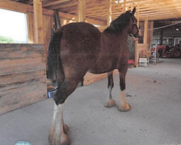 horse Bri-Mar BHQ Grace (Clydesdale, 2017, from Brunt-Hill Quade)