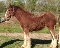 Pferd Brigadoon Charity (Clydesdale, 2013, von Alamar 2-Luck)