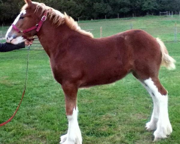 horse Blushing Miranda Rose (Clydesdale, 2015, from Robyncroft Perfect Son)