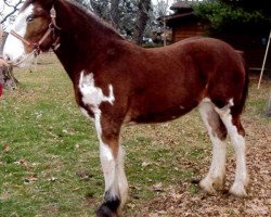 Pferd Birky's Pride Shelby's Pearl (Clydesdale, 2012, von BFC Dante's Triton)