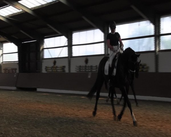 Reitturnier Datteln 2015