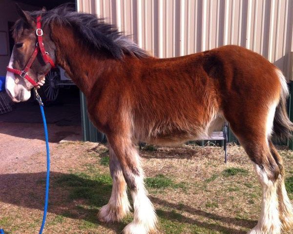 Pferd Big Shoe Saree (Clydesdale, 2012, von Class E Kazaam's Bentley)