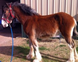 horse Big Shoe Saree (Clydesdale, 2012, from Class E Kazaam's Bentley)