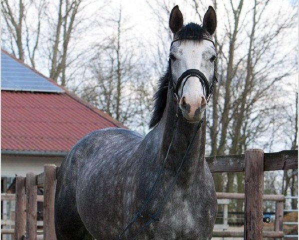 dressage horse Dantino 6 (Hanoverian, 2011, from Dancier)