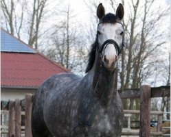 dressage horse Dantino 6 (Hanoverian, 2011, from Dancier)