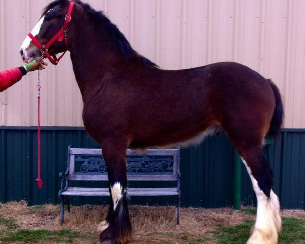 Pferd Big Shoe Robust (Clydesdale, 2012, von Class E Kazaam's Bentley)