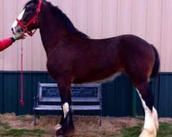 horse Big Shoe Robust (Clydesdale, 2012, from Class E Kazaam's Bentley)