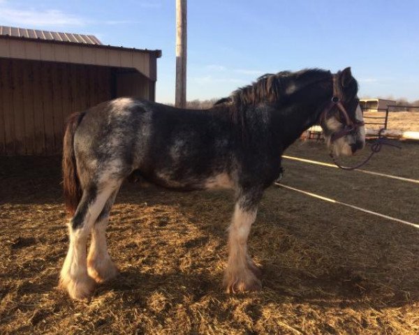 Deckhengst Big Shoe Maverick (Clydesdale, 2012, von Donegal King David)