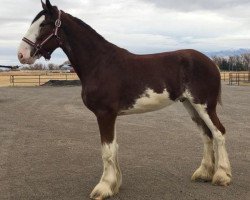 Pferd Big Shoe Driller (Clydesdale, 2017, von Alamar L.S. Casey)