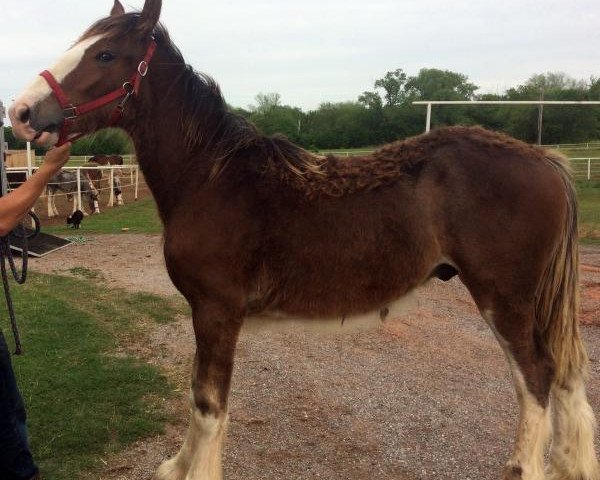 Pferd Big Shoe Caliber (Clydesdale, 2016, von Class E Kazaam's Bentley)