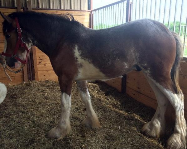 Pferd Big Shoe Bismark (Clydesdale, 2015, von Class E Kazaam's Bentley)