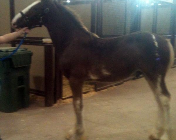 Pferd Big Shoe Archamedes (Clydesdale, 2013, von Class E Kazaam's Bentley)