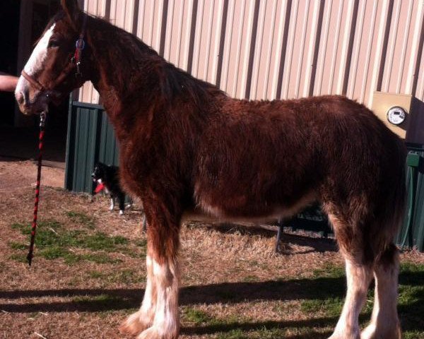 Pferd Big Shoe Allure (Clydesdale, 2014, von Alamar L.S. Casey)