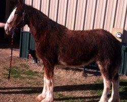 horse Big Shoe Allure (Clydesdale, 2014, from Alamar L.S. Casey)