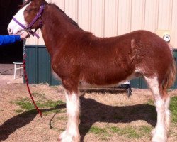 Pferd Big Shoe Agregory (Clydesdale, 2014, von Alamar L.S. Casey)