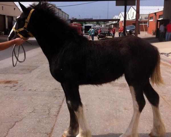 horse Big Shoe Abra (Clydesdale, 2014, from Class E Kazaam's Bentley)